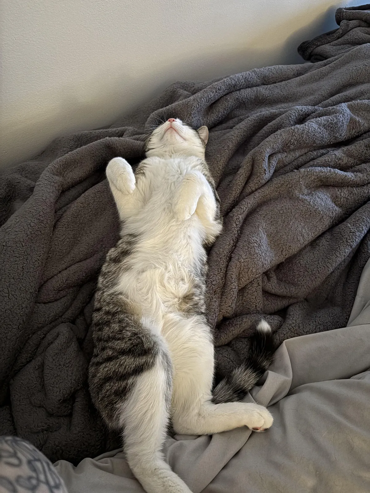 My landlord told me my boy looks fat.