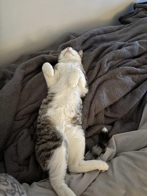 My landlord told me my boy looks fat.