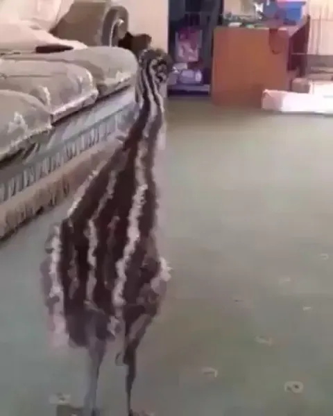 Baby Emu who is growing up with dogs believes he is one