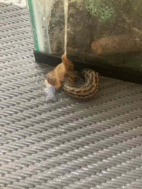 Two slugs mating, the whitish -blue thing is their penis.