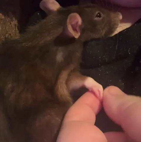 Marmite needs at least two close contact naps a day, this is her getting ready for a nap