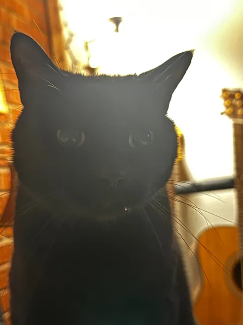 He started drooling while watching us eat dinner &amp; then pouted when he didn’t get any