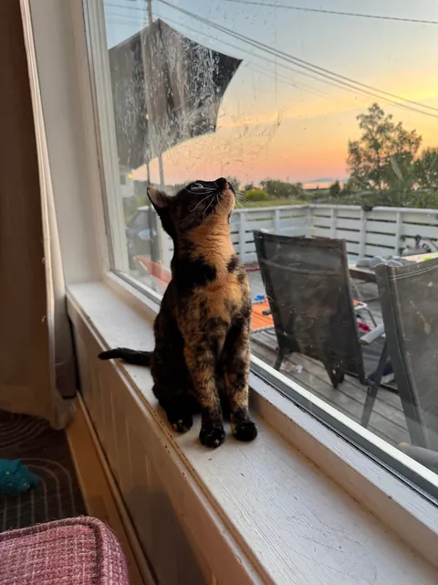 I feel sadness for my foster cat