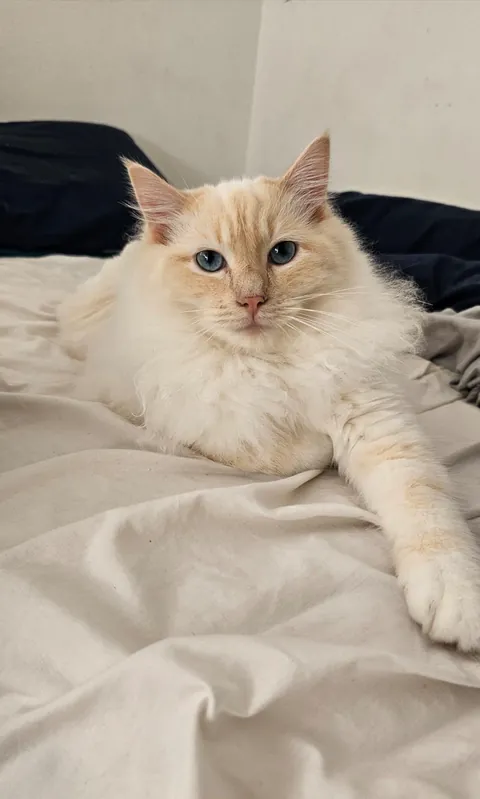 Just wanted to share even just 1% of the joy that my clowder brought me today 🥰