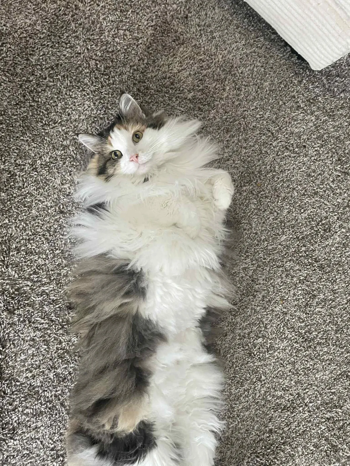 My cat that I asked for vs the tattoo I got