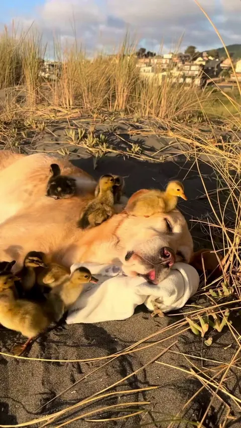 Just a sleepy doggo acting as a mattress for a bunch of ducklings