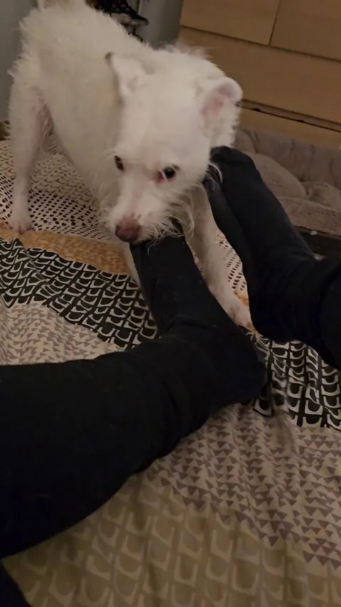 Diefenbaker sounds like such an angry gremlin but he's actually having a great time and being gentle