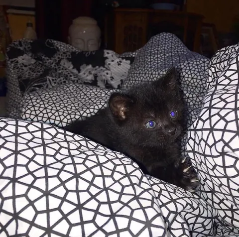 Happy 10th birthday 🖤🐈‍⬛