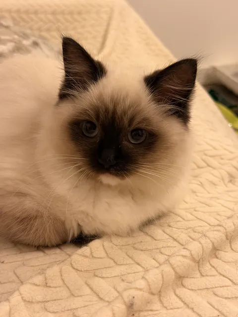 A Cat With Almost Zero Adjustment Time