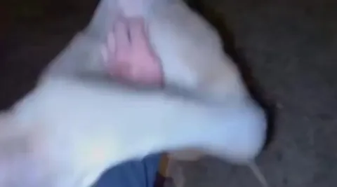 Kangaroos are always ready to fight.