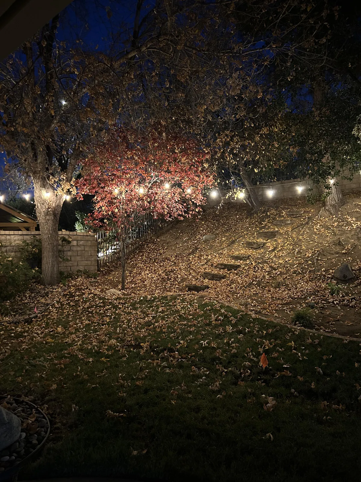 My parents backyard during fall.