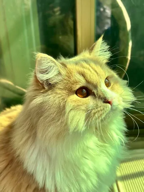 Say hi to our sweet pumpkin!