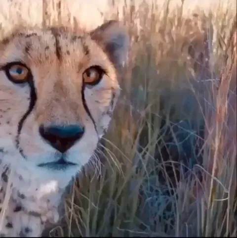 Cheetah introduces photographer to her little Cheetos