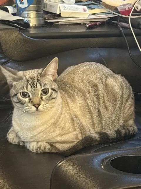 I had a bad day at home, can I see your cats? Or maybe some cat bellies?