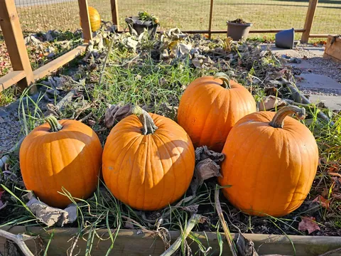 My first crack at gardening