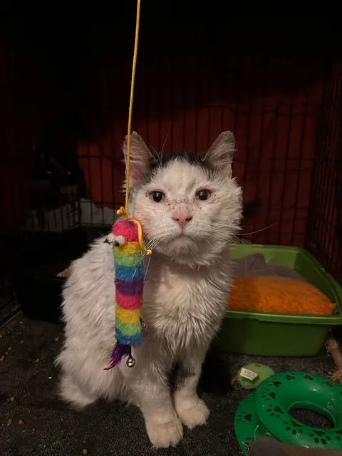 What a change 2 months can make- Foster Fail- read for a happy end 😻