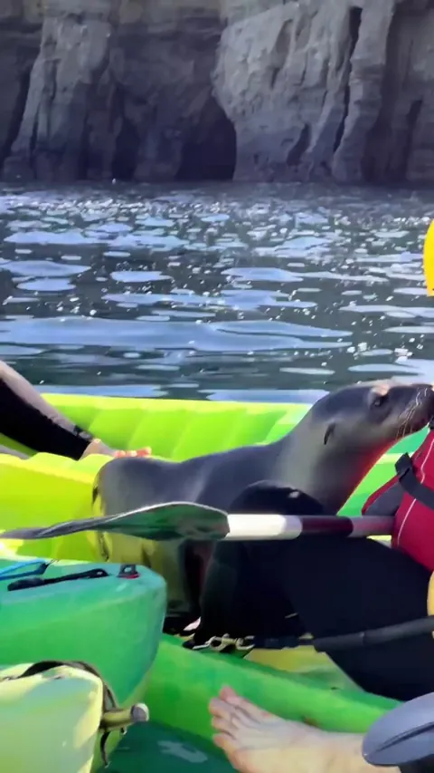🔥 Kayakers get a visit from a curious sea lion
