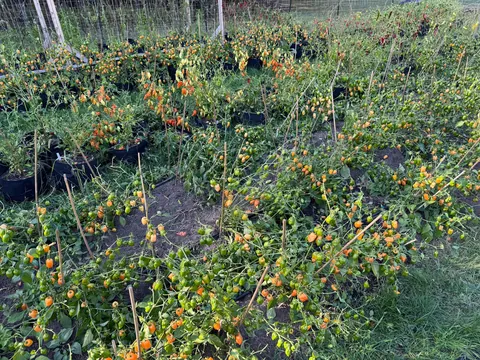 Deer got in my garden and ate all the leaves on 450 pepper plants, but left all of the peppers.