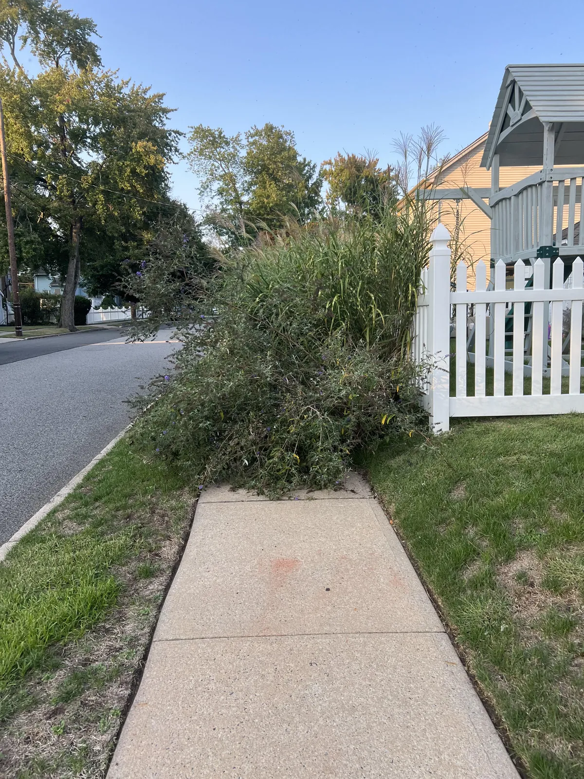 My neighbors’ shrubbery. I’m currently looking for an appropriate herring. 