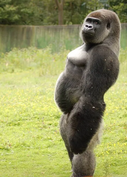 PsBattle: gorilla pose
