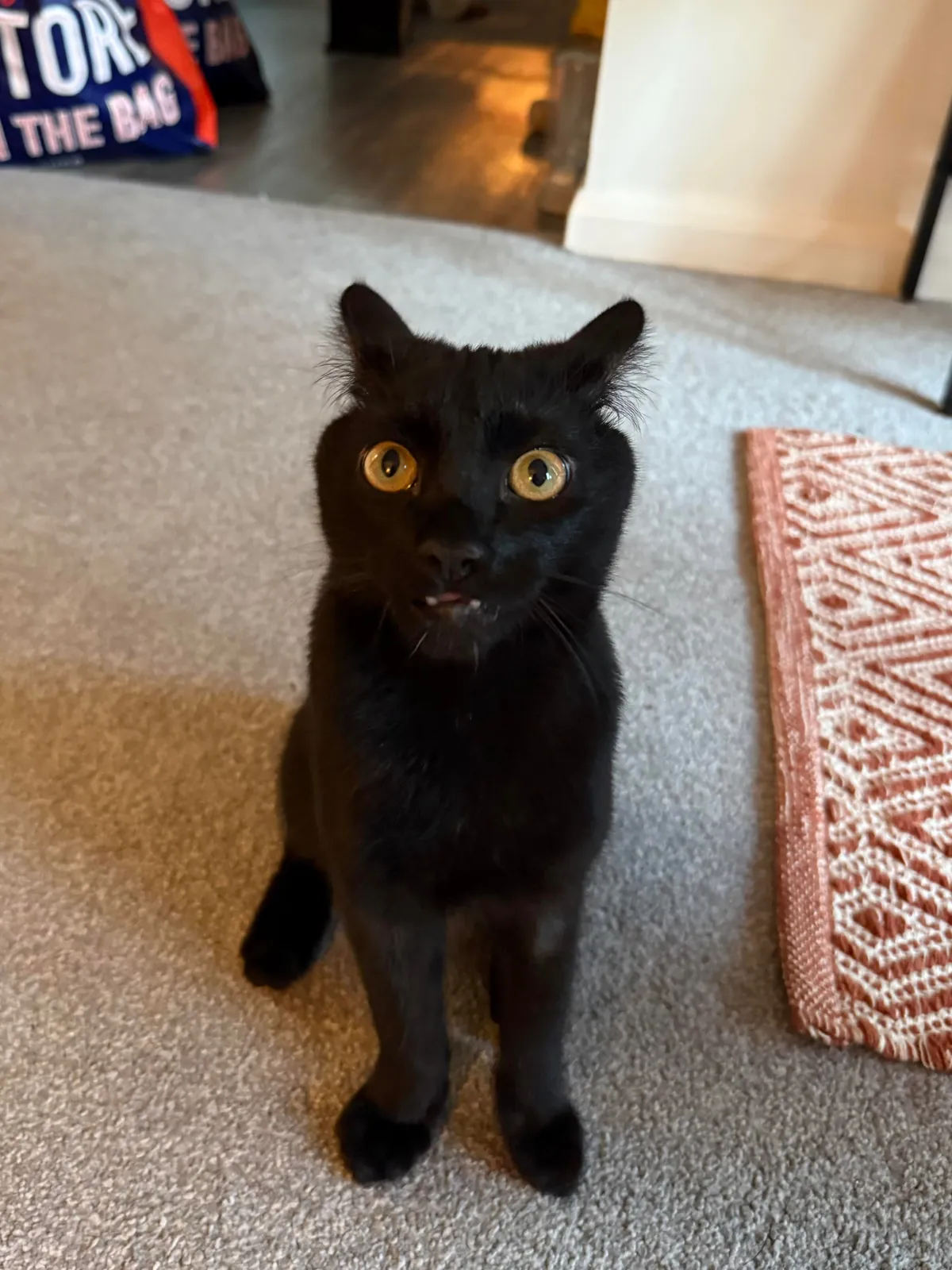 took my cat to the vet because his paws stick out when he sits. diagnosis: he’s just shaped funny