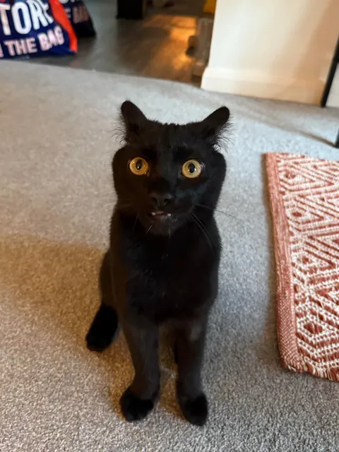 took my cat to the vet because his paws stick out when he sits. diagnosis: he’s just shaped funny