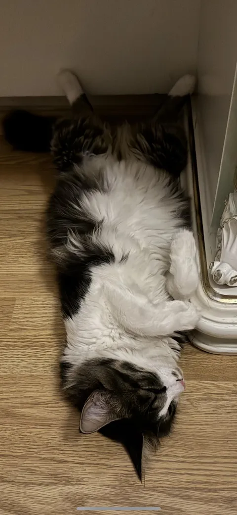 Is it bad of me to prefer cats over humans??? Deep down I feel that I am not the only one thinking this 💕