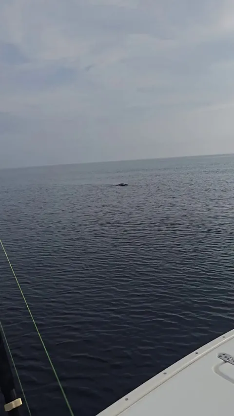 🔥Massive Leatherback sea turtle near the Gulfstream yesterday