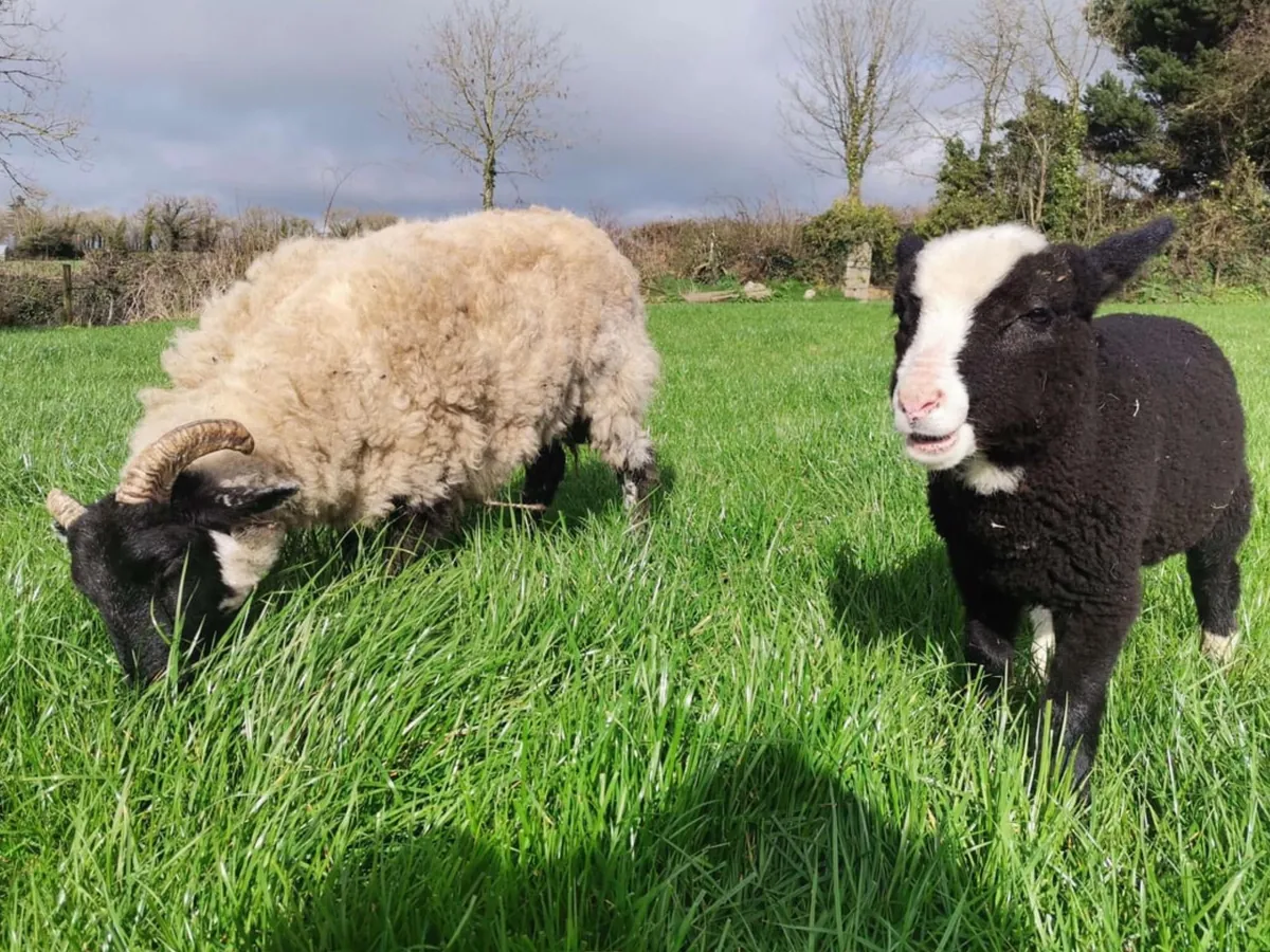 I’ve had Bramble for two years now. He was such a small lamb that I got him for free from a farmer, but he has grown into a very strong boy! I love him so much.