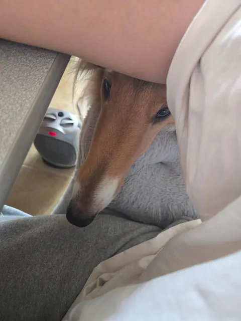 A dog's head leaning on you is the best feeling (bonus gremlin pics)