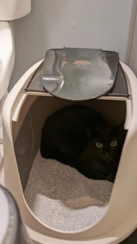 New adoptee is still a little spicy, but it's hard to take it too seriously