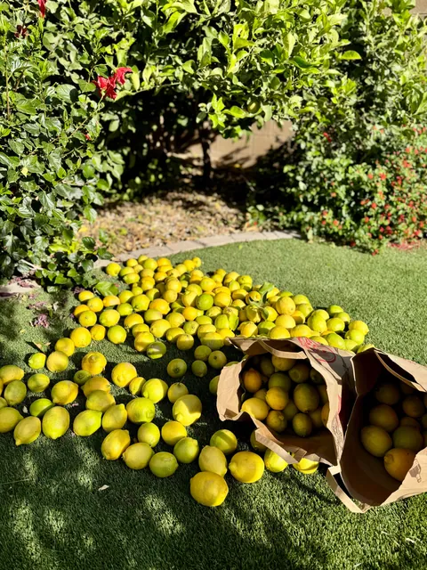 Final lemon harvest of the season, this batch is 368 lemons