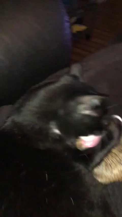 cat not working properly