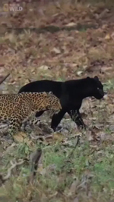 Once in a lifetime moment - A leopard and a black panther were spotted together in the Kabini forest, India