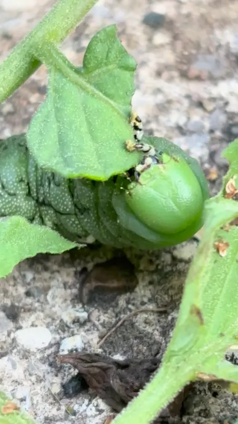 Very hungry boy on my tomatoes