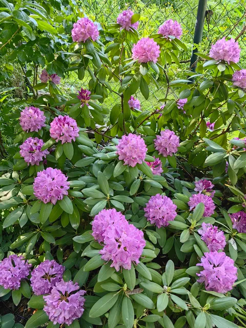 My garden in Serbia part 3