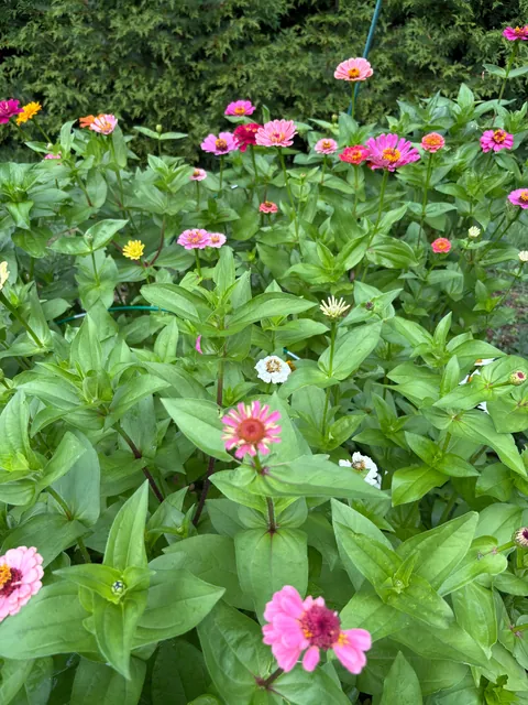 First year flower farm update