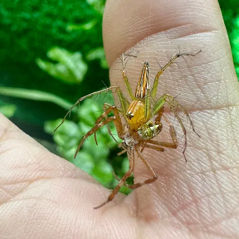 I was chilling in my garden and this couple fell onto my left arm... 