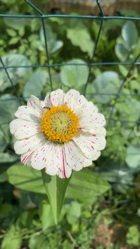 I feel maternal over this flower