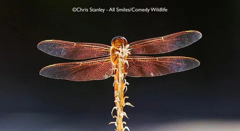 🔥 A collection of images from the Comedy Wildlife Photography Awards (2025)