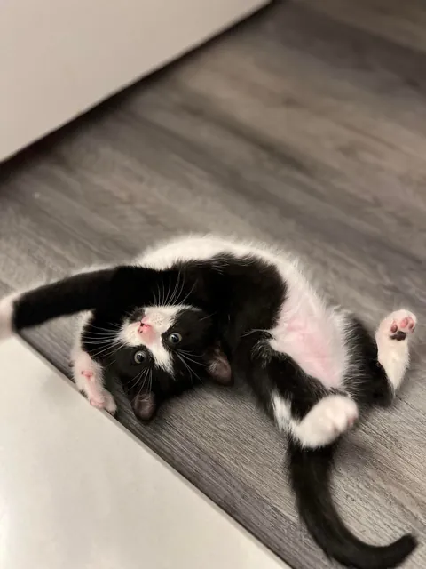 Pluto: 1 month to 1 year