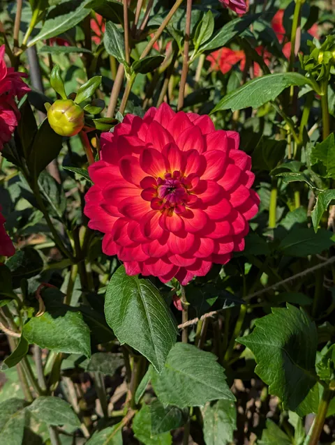 The flower structure of these dahlias.