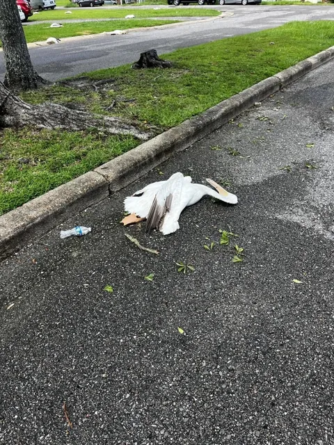 Birds mysteriously drop from the sky