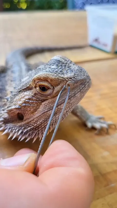 Bearded dragon nostril shed