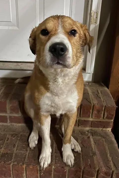 Found this good boy in the pouring rain on a busy road last night. Time to spoil him while we find his owner.