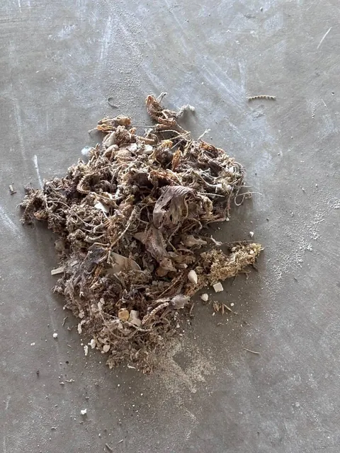 Hundreds of mouse corpses we found in our walls