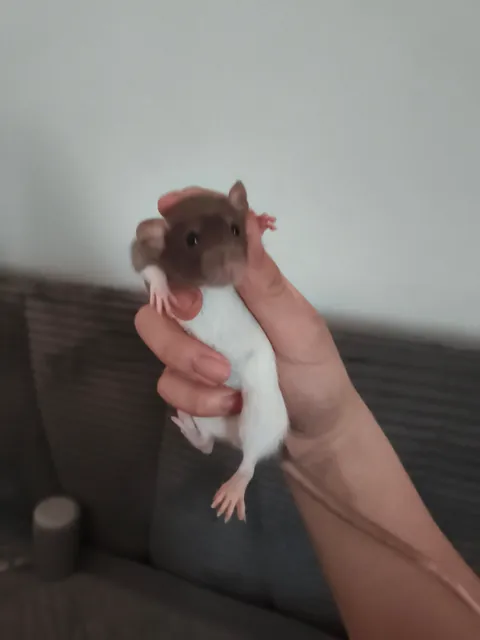 Do you talk to ur ratties
