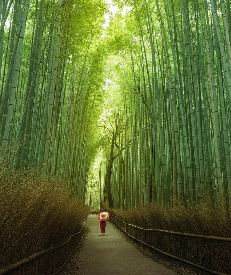 This bamboo forest in Kyoto, Japan