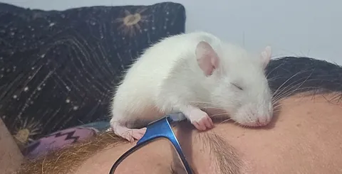 Got this little guy only yesterday and he's doing this..guess he likes me