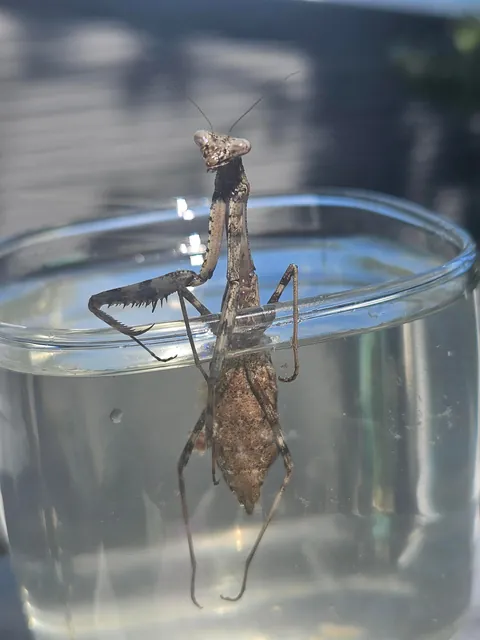 3rd update to parasite filled mantis!